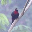 Crimson-collared Tanager